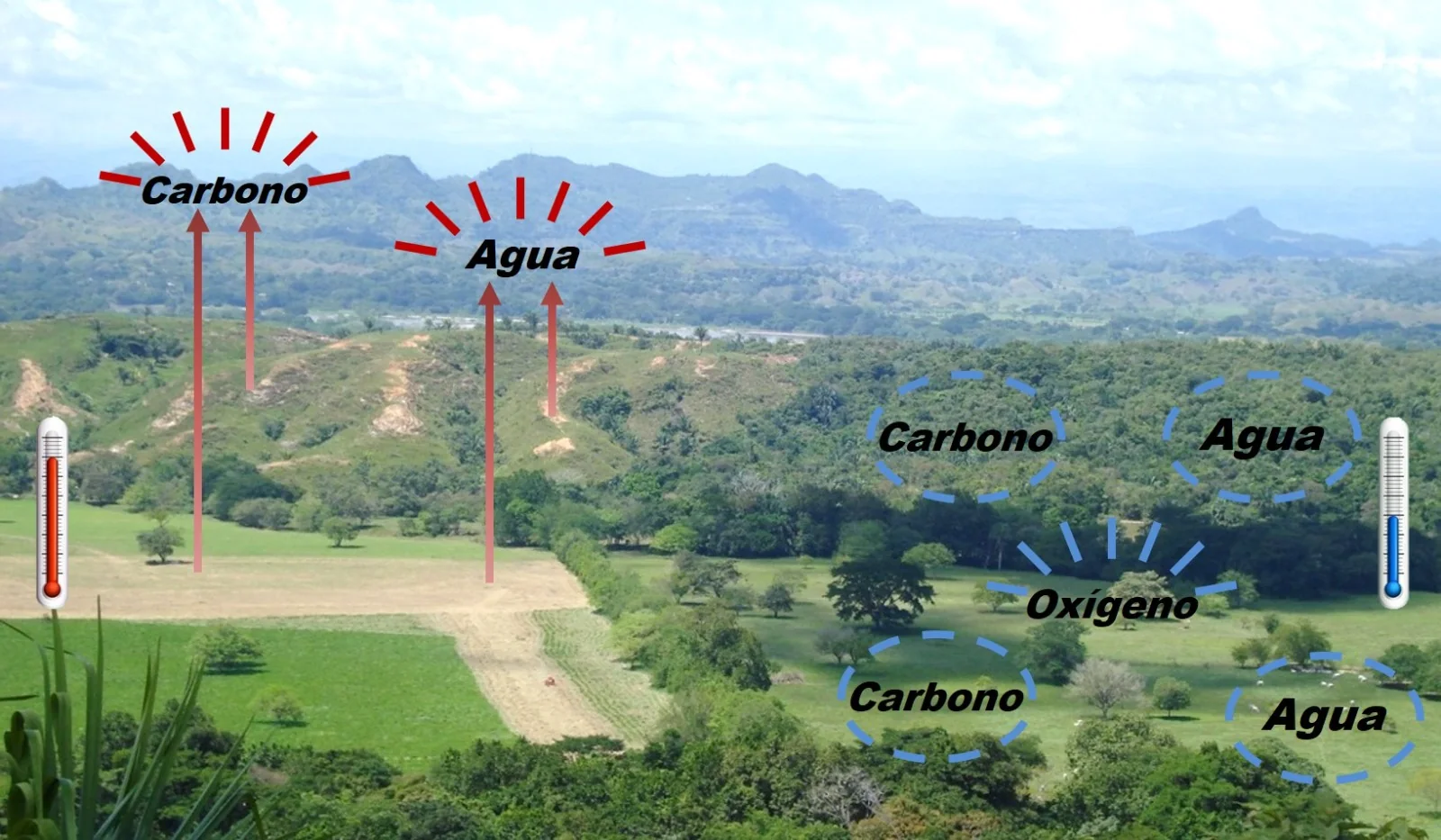Comparación en campo entre manejo convencional y sostenible del carbono y el agua